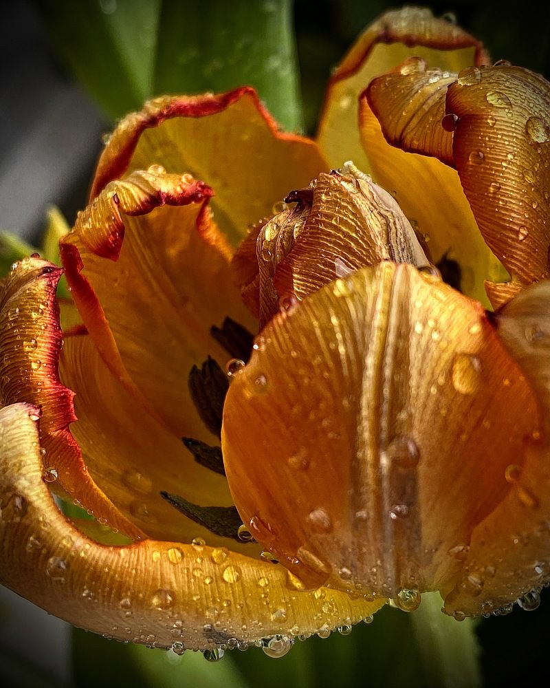 Апрельский тюльпан