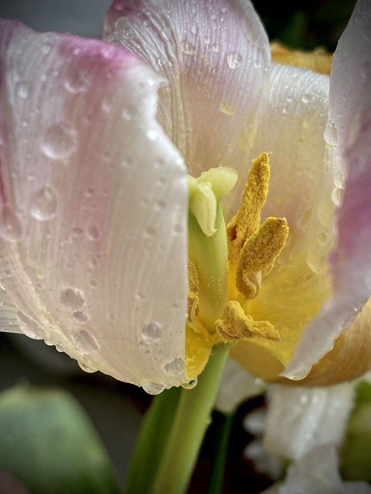 «Апрельский тюльпан».