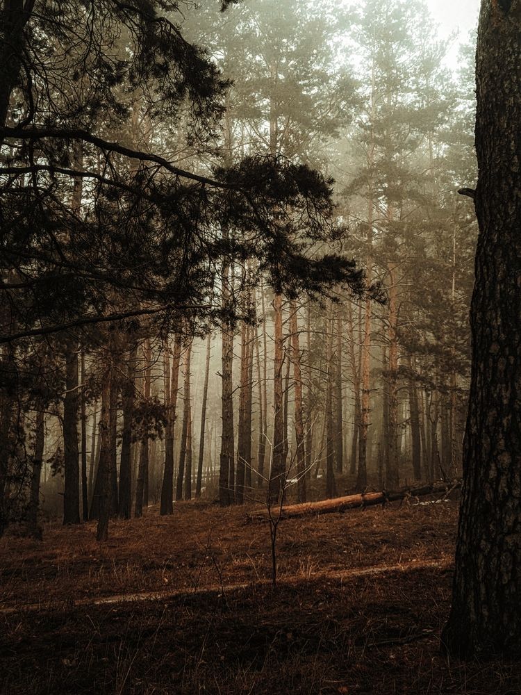 Photograph by Дмитрий Кашиков