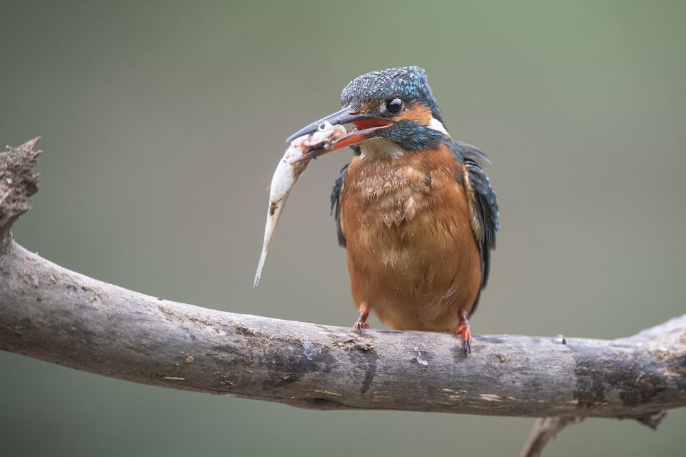 Фотография автора Mehdi EL Baqali