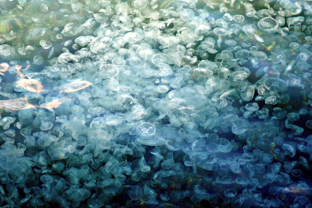 Photograph by Ольга