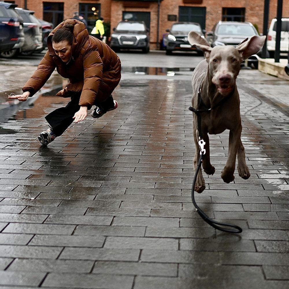Полет веймарайнера