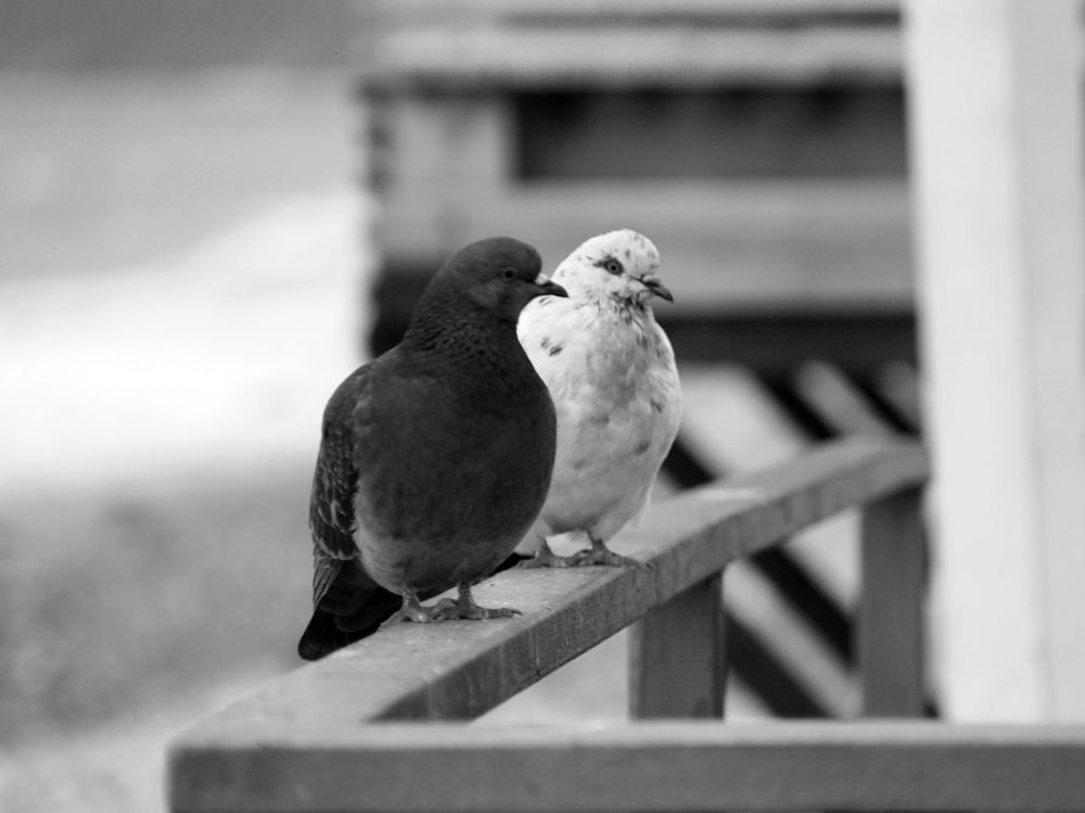 Photograph by Alexander Chernikov
