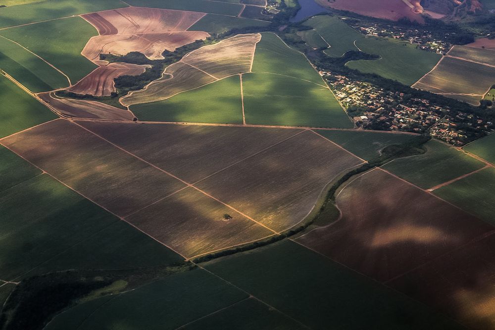 Plantação de Arroz
