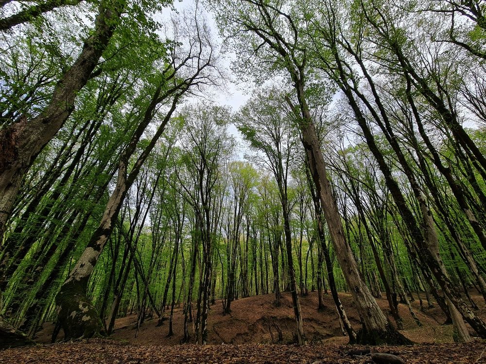 Photograph by Sajad Alizadeh