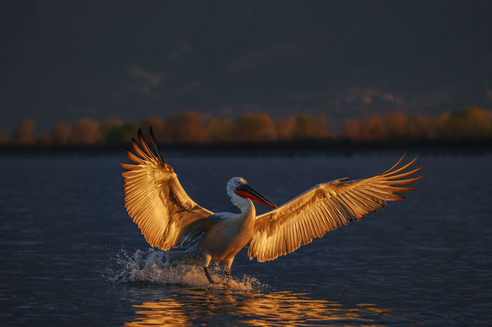 Photograph by Adamov Eddie