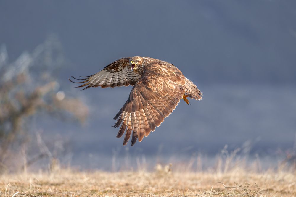 Photograph by Adamov Eddie