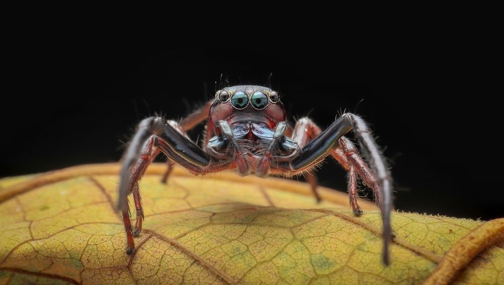 Jumping spider