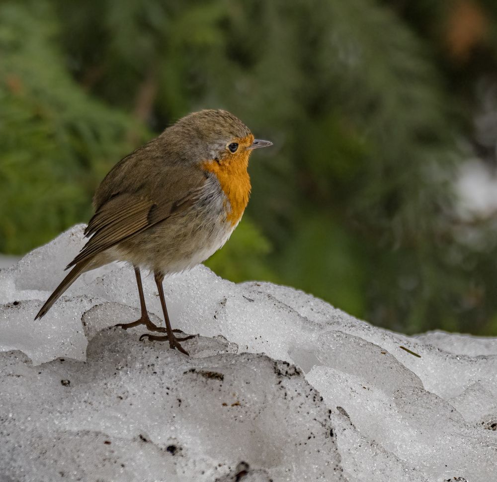 Photograph by Курлянцев Алексей