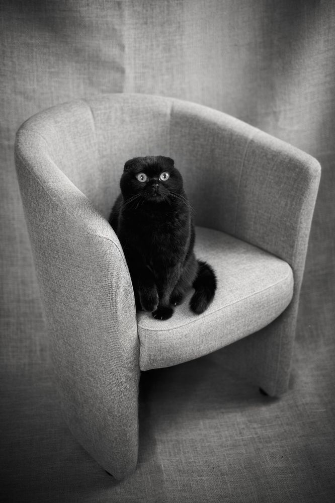 Фотография автора Антон Покровский