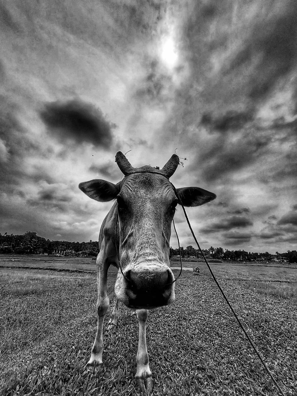 Cow is now searching for meal .