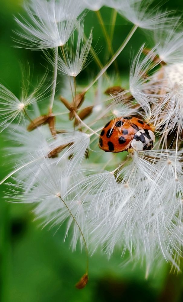 Photograph by Инна Макарчук