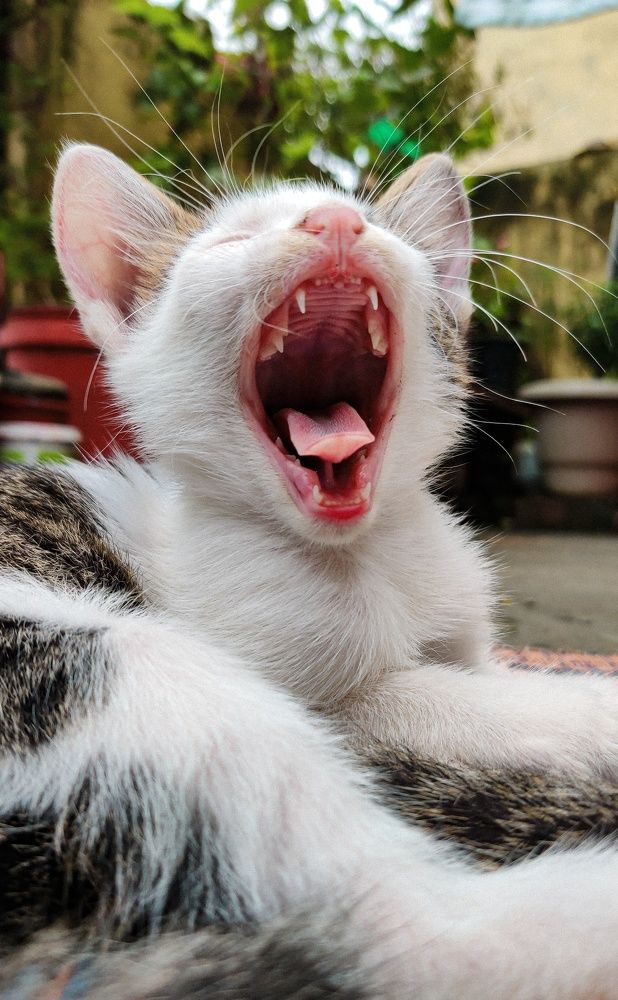 Photograph by Shubham rai