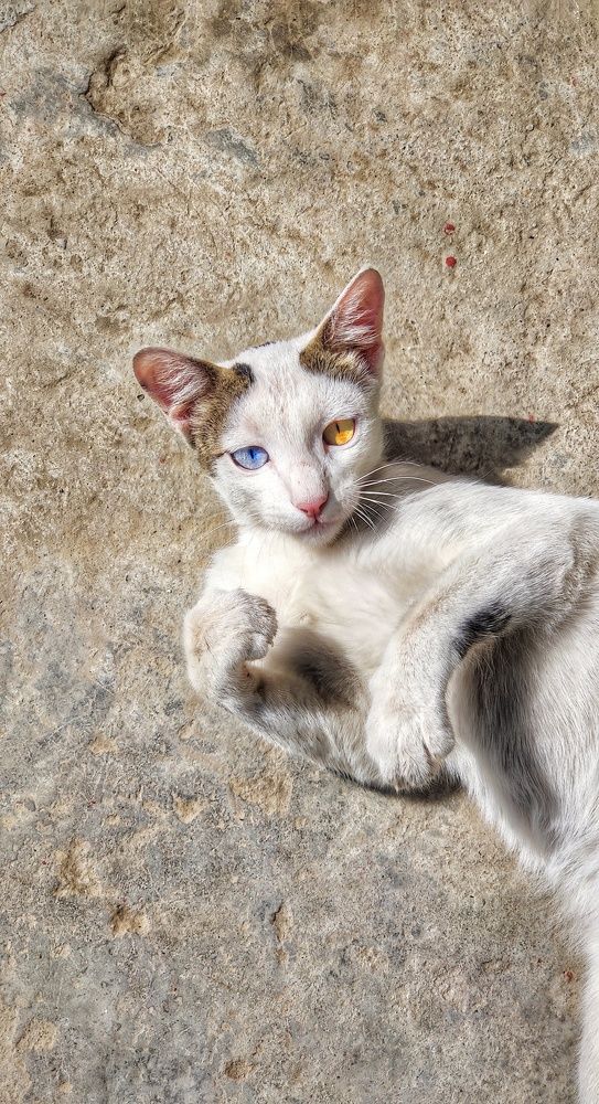 Photograph by Shubham rai