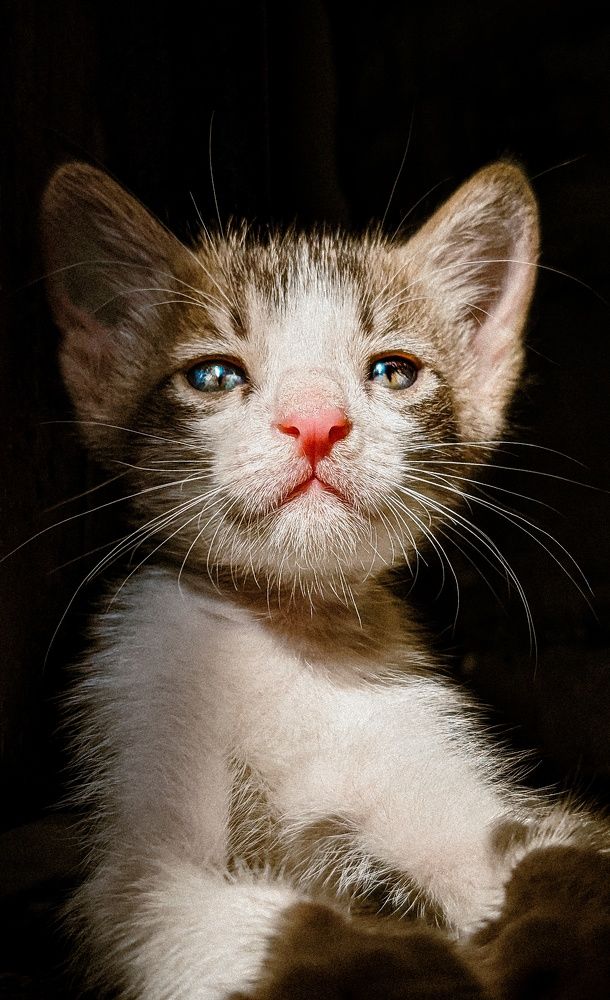 Photograph by Shubham rai