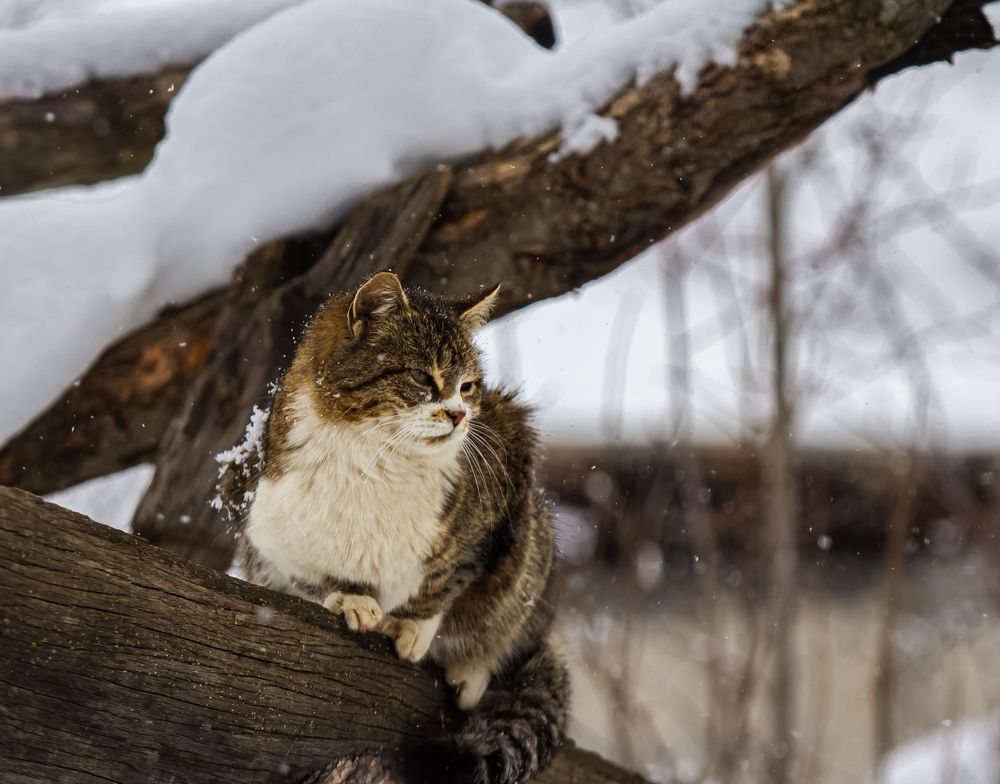 Photograph by Ронжин Дмитрий