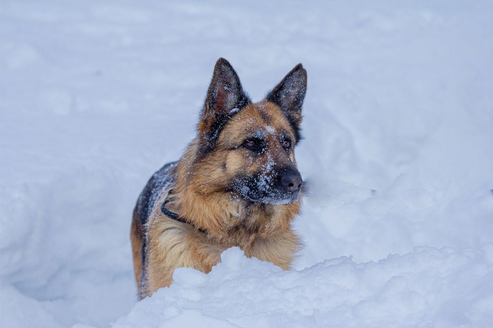 Photograph by Ронжин Дмитрий