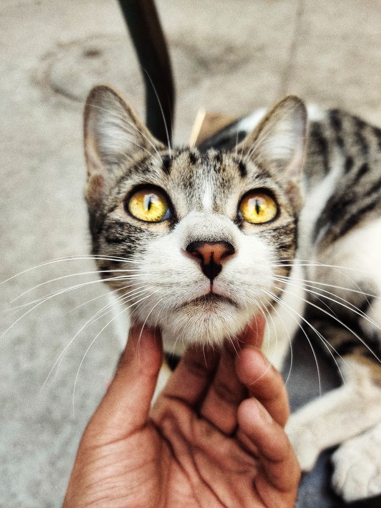 Photograph by Shubham rai