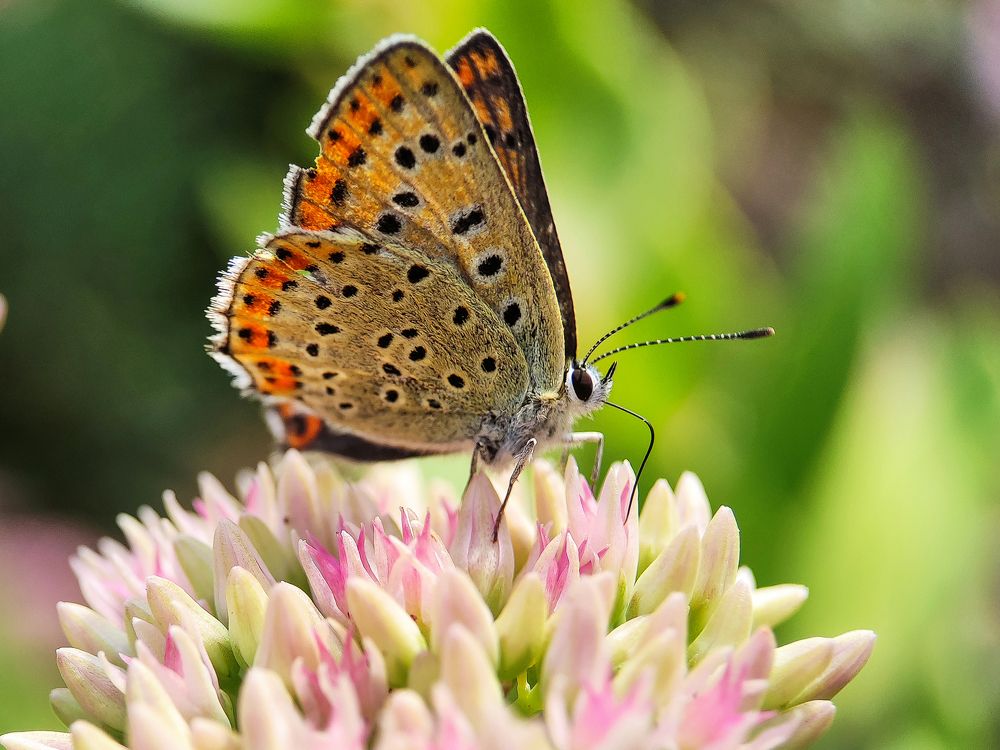 Photograph by Дина Горбачёва