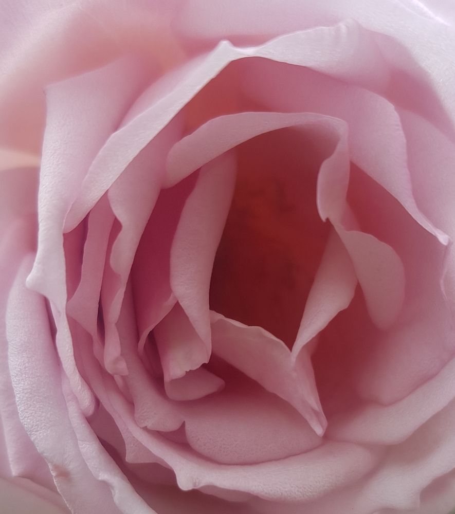 Photograph by Federico Genovese