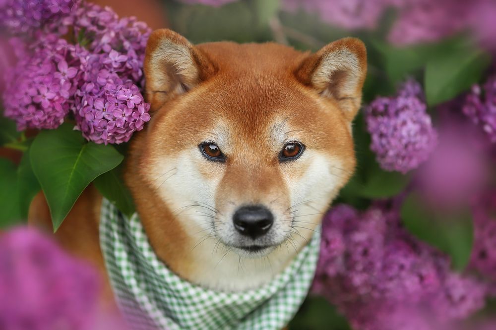 Photograph by Ирина