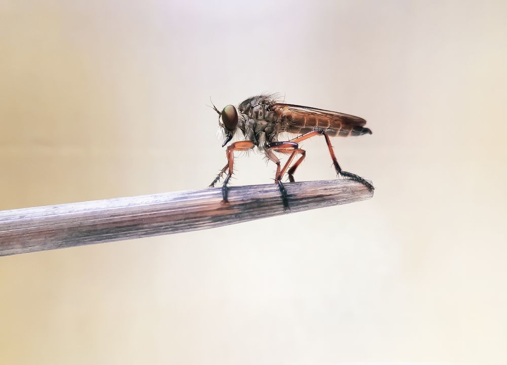 Robber fly