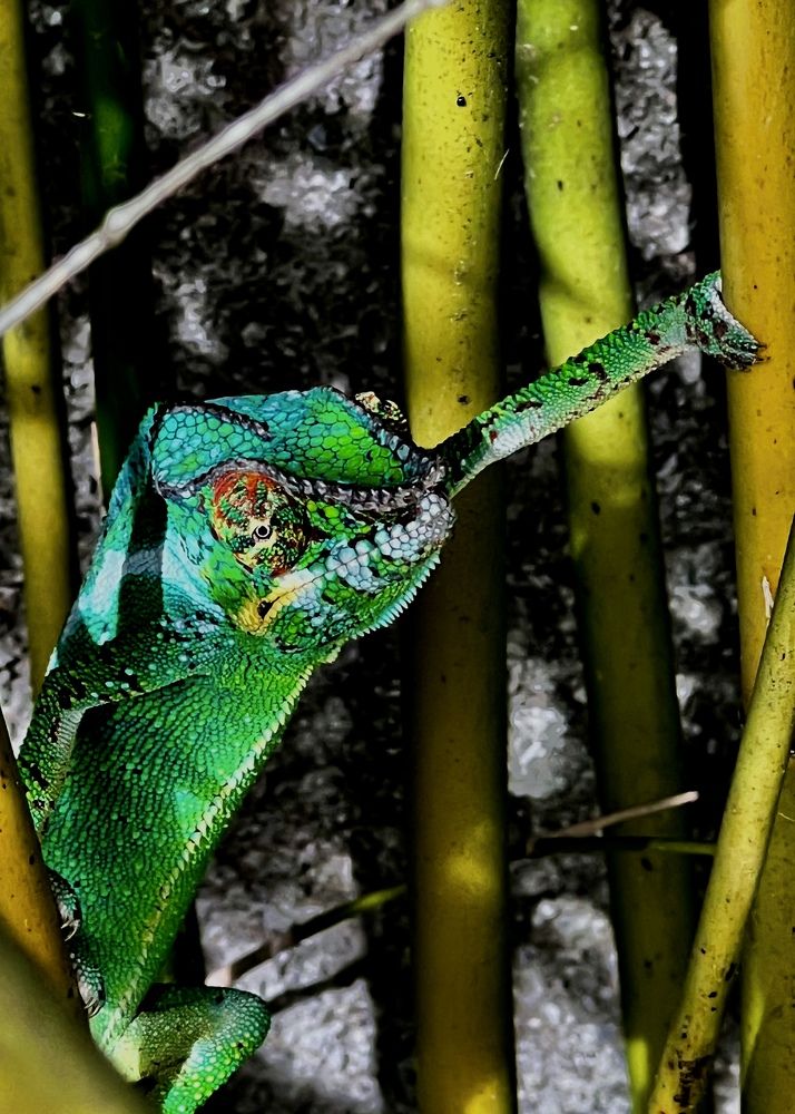 Furcifer pardalis