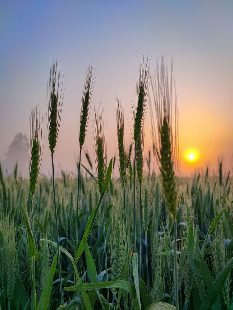 Photograph by HARSHIT MISHRA