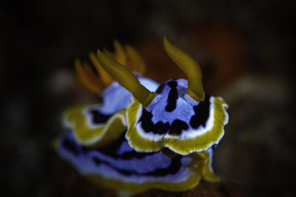 Photograph by Антонина