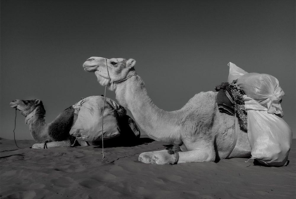 Two camel
