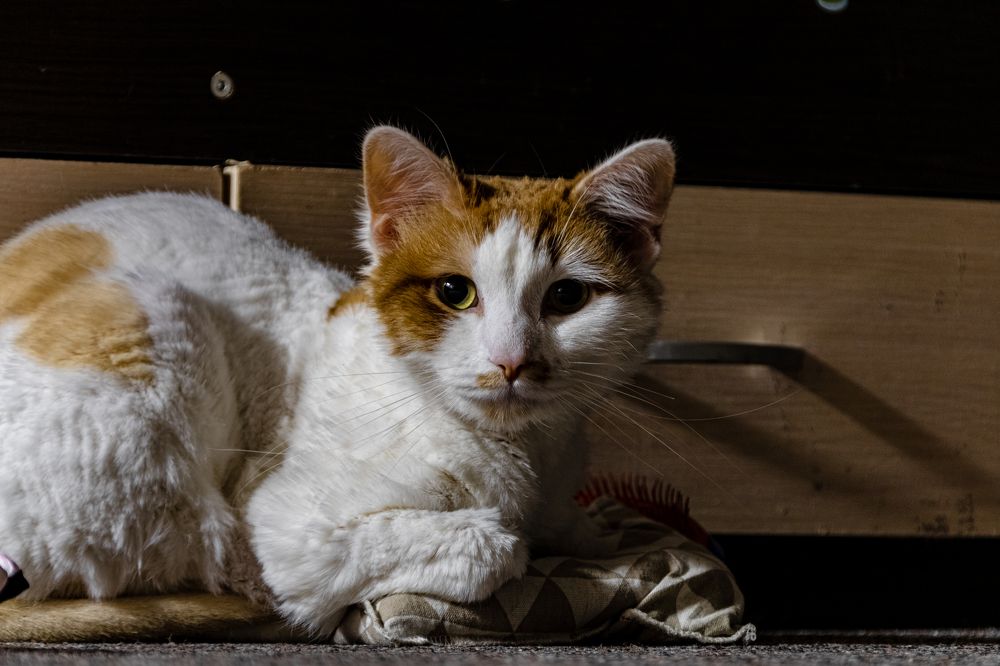 Photograph by Алексей Чеботарев