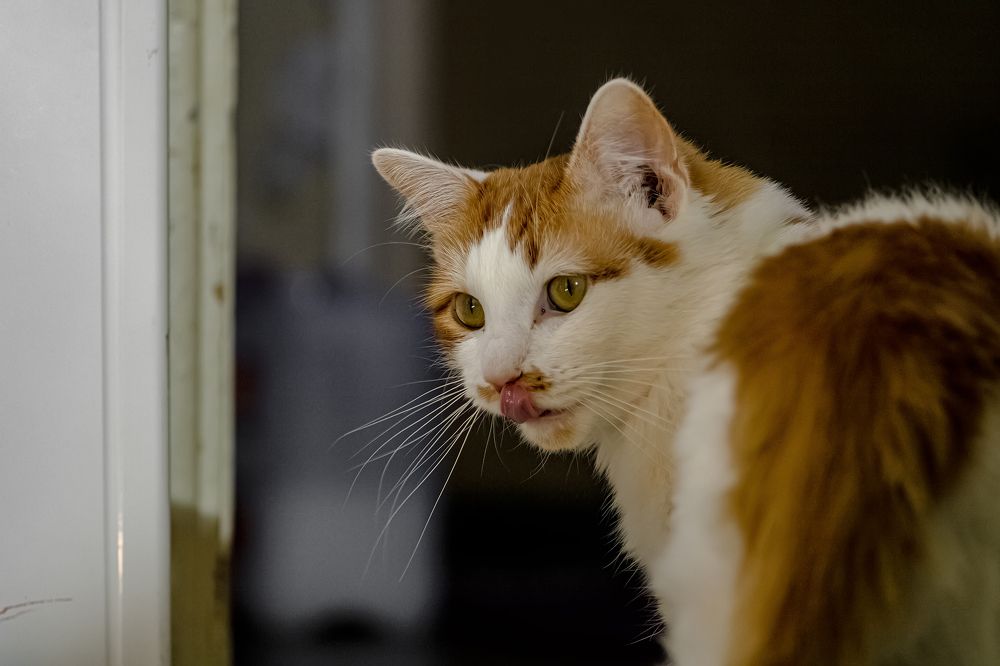 Photograph by Алексей Чеботарев