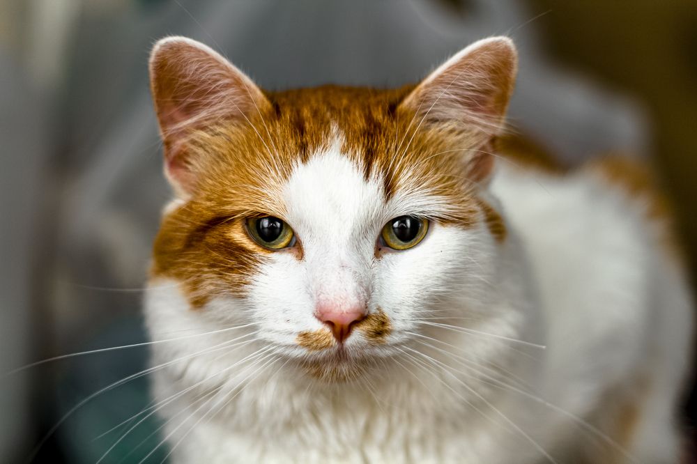 Photograph by Алексей Чеботарев