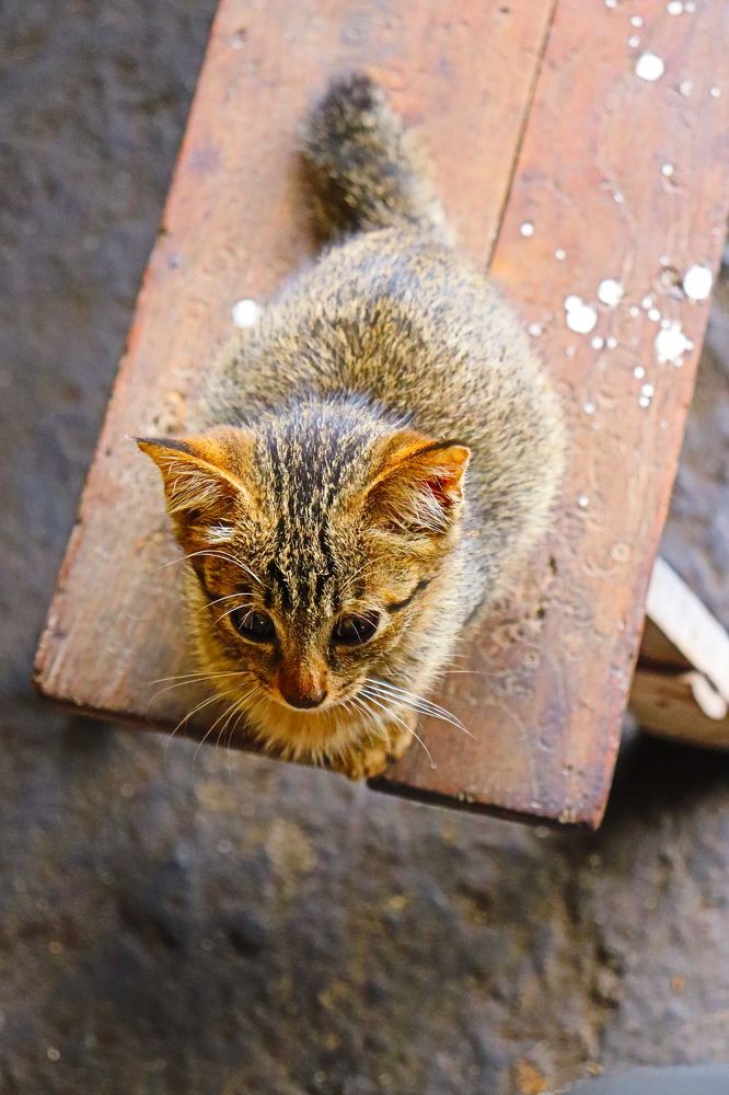 Photograph by Komang Mariono