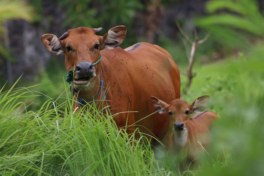 Photograph by Komang Mariono