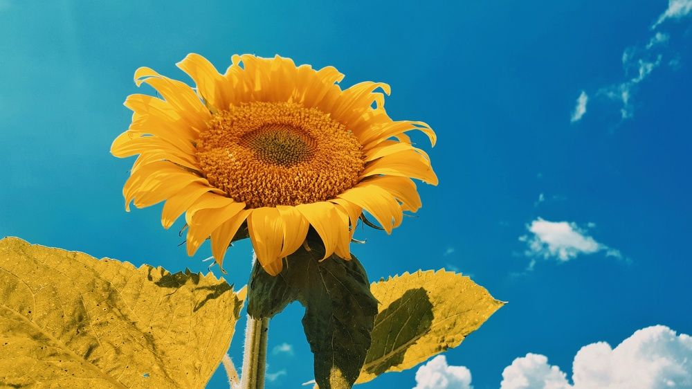 Photograph by Алёна Бондаренко