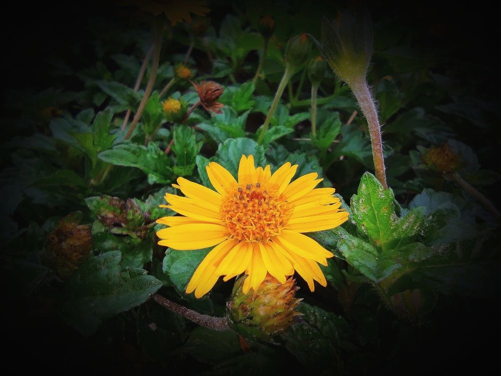 Mini sunflower