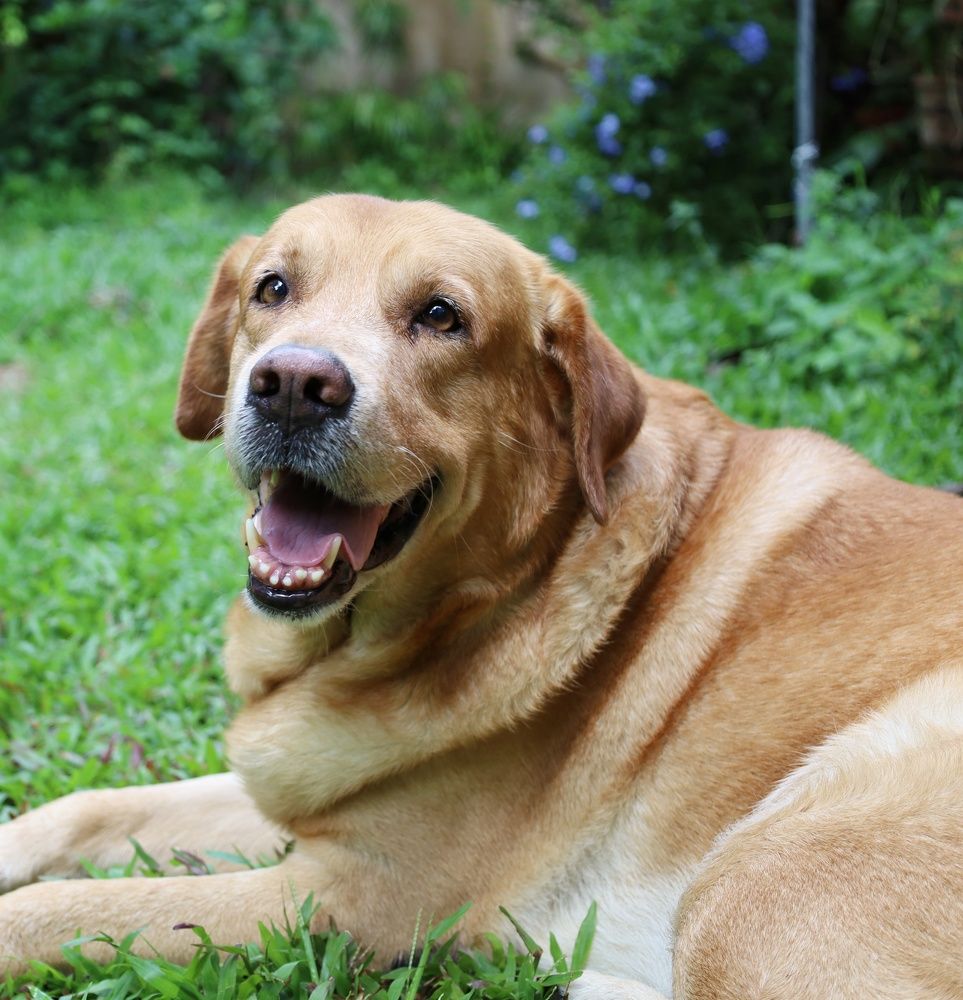 Photograph by Linara De Silva