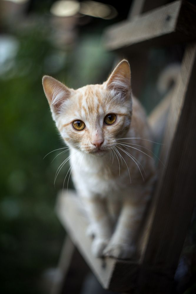 Фотография автора Ксения Лепина