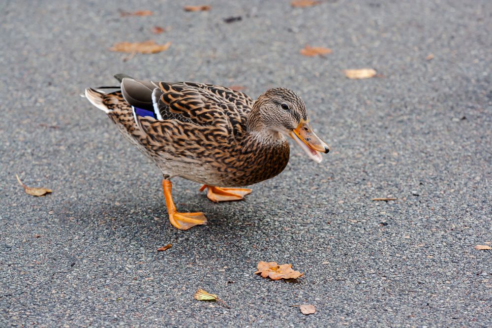 Photograph by Мария Данилкина