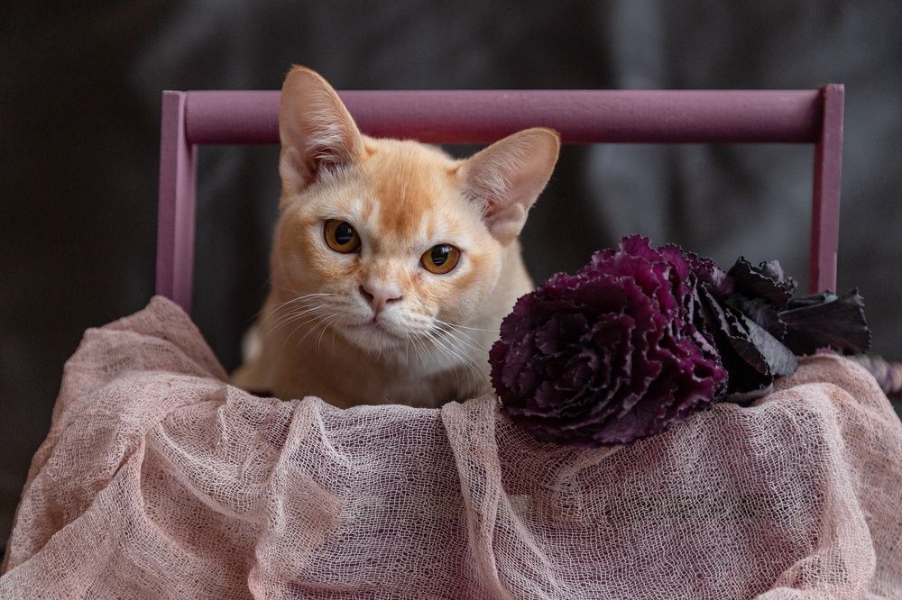 Фотография автора Ксения Лепина