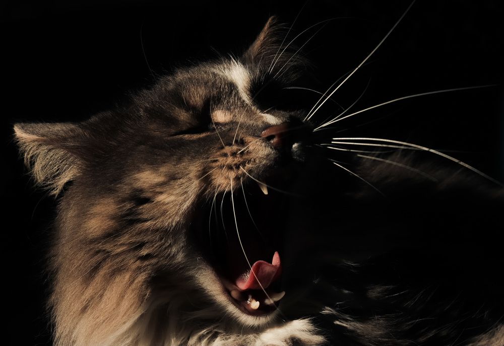 Photograph by Евгения Гудкова