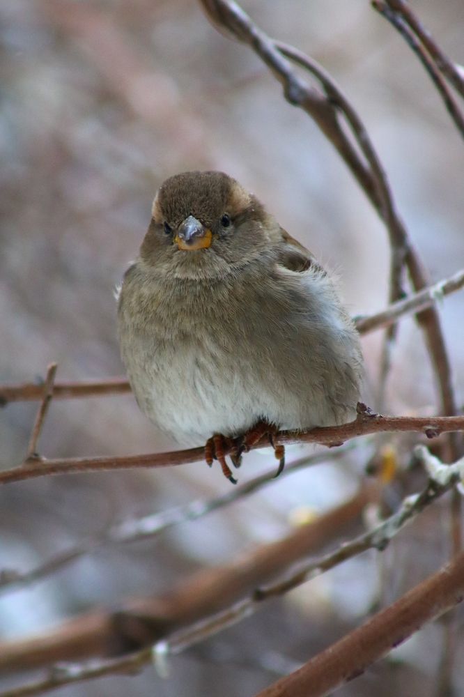 Photograph by Светлана Шуткова