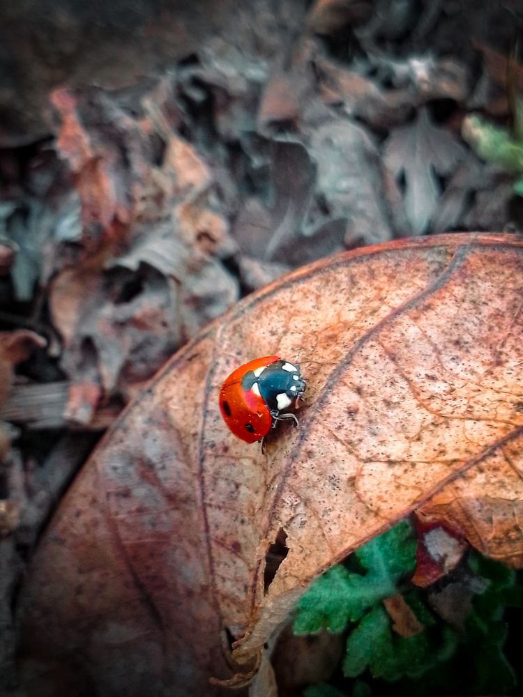 Красота в деталях
