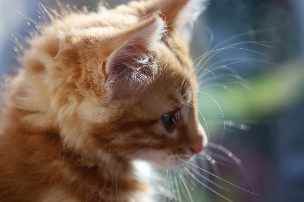 Photograph by Александра Малиновская