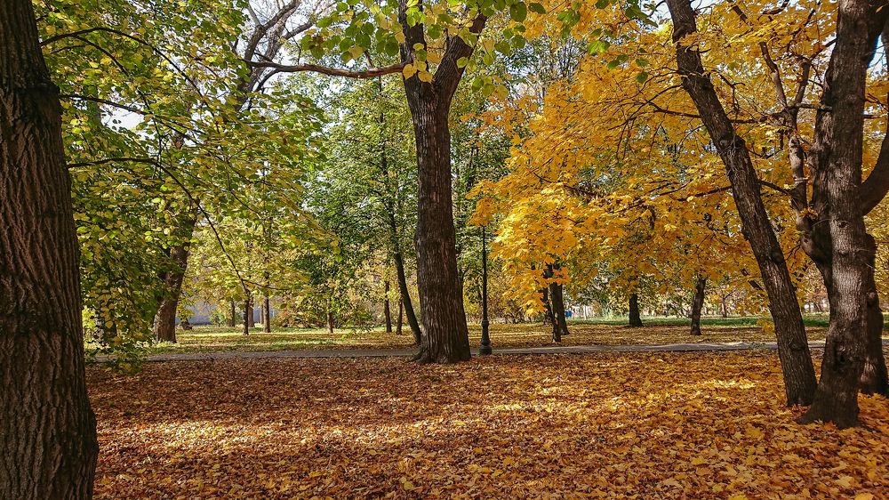 Золотая осень