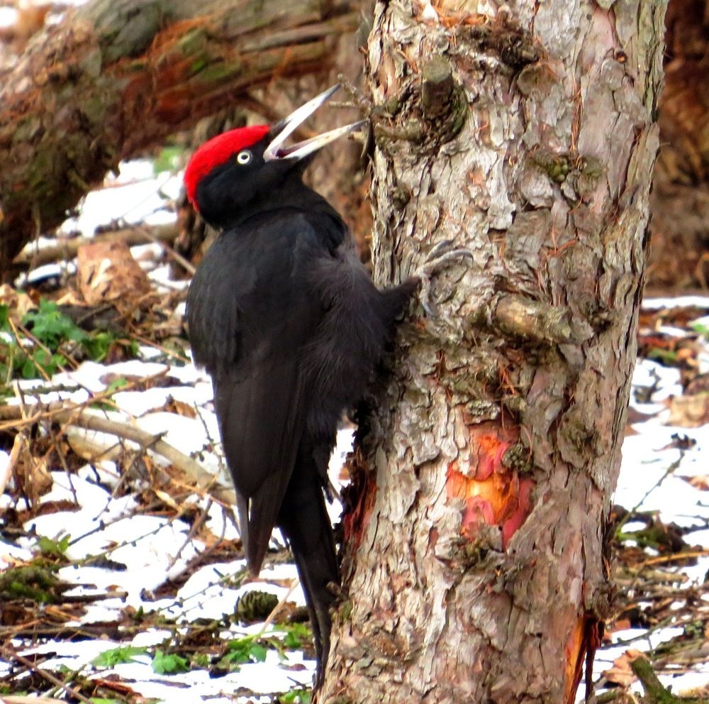 Весенний крик