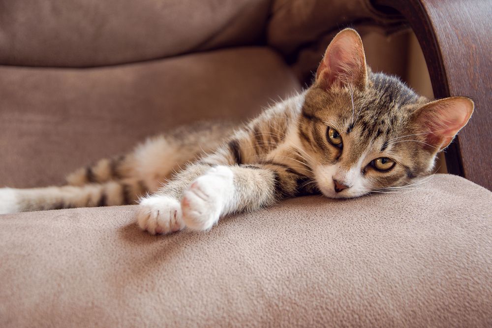 Котенок Пиксель