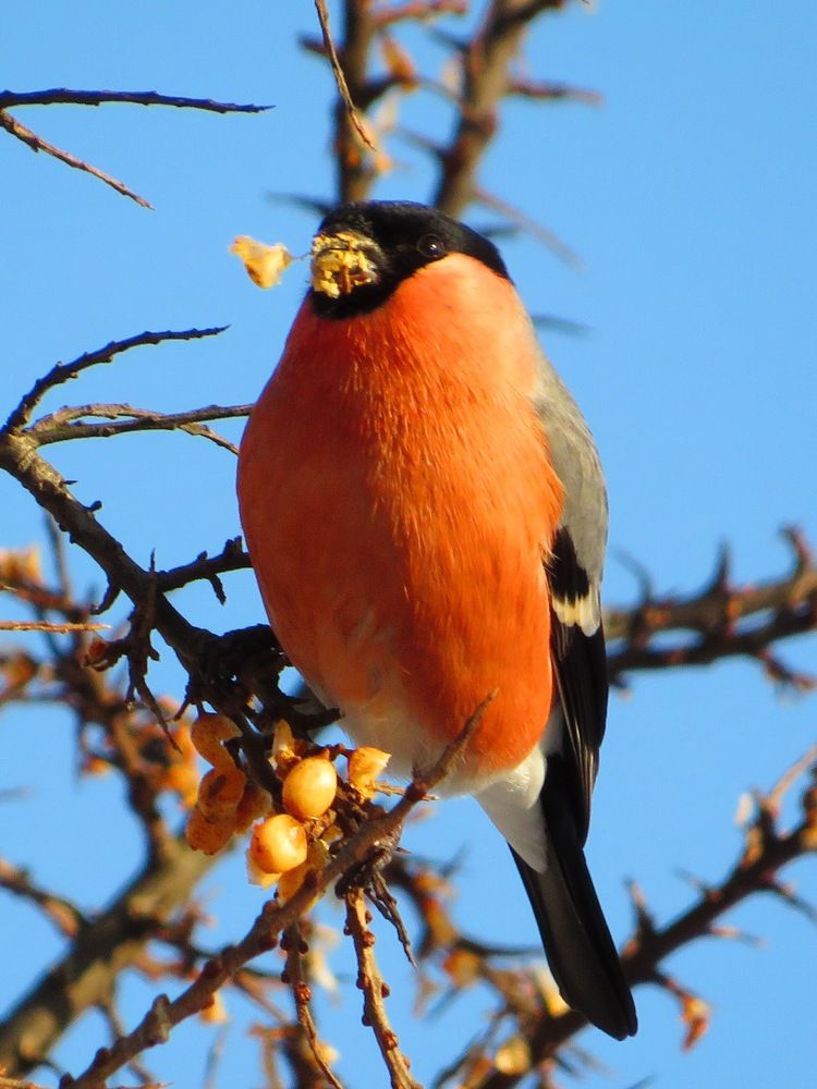 С облепихой в клюве