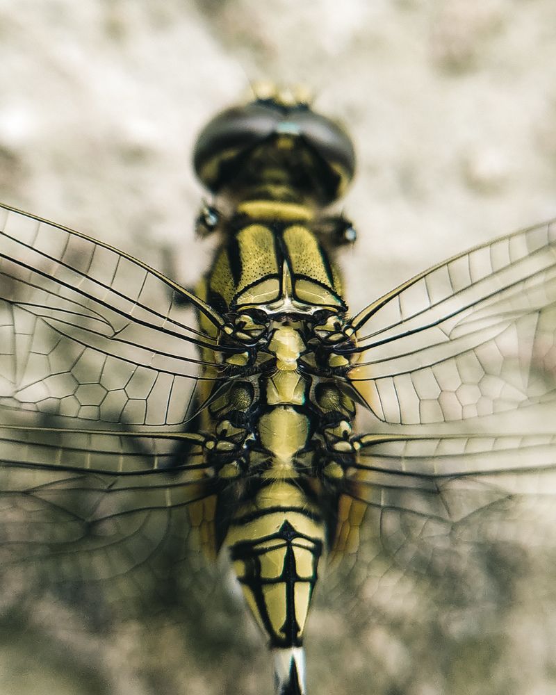 Photograph by Prashant Gautam